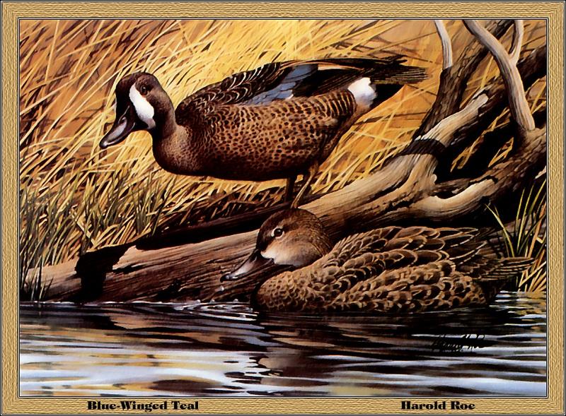 p-ohds1987-Blue-winged Teals-Painting by Harold Roe.jpg