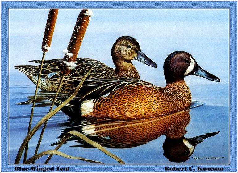 p-pads1986-Blue-winged Teals-Painting by Robert C Knutson.jpg
