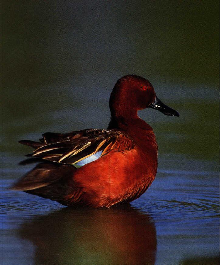 Cinnamon Teal-Red Duck.jpg