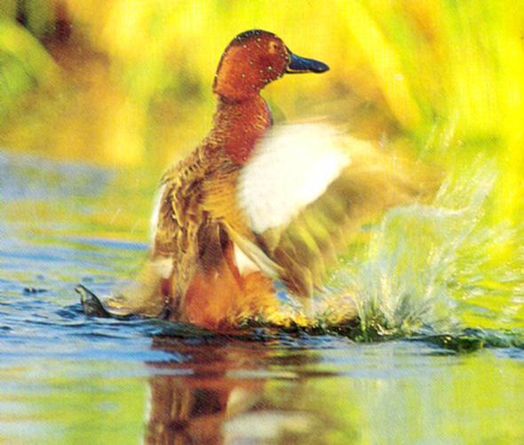 duck5-Cinnamon Teal-flapping wings on water.jpg