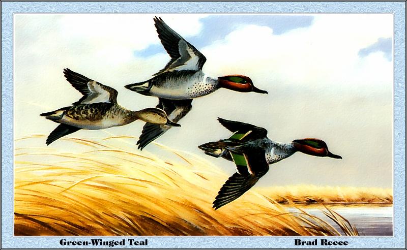 p-iads1981-Green-winged Teals-flight-Painting by Brad Reece.jpg