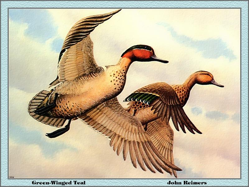 p-msds1978-Green-winged Teals-pair flight-Painting by John Reimers.jpg
