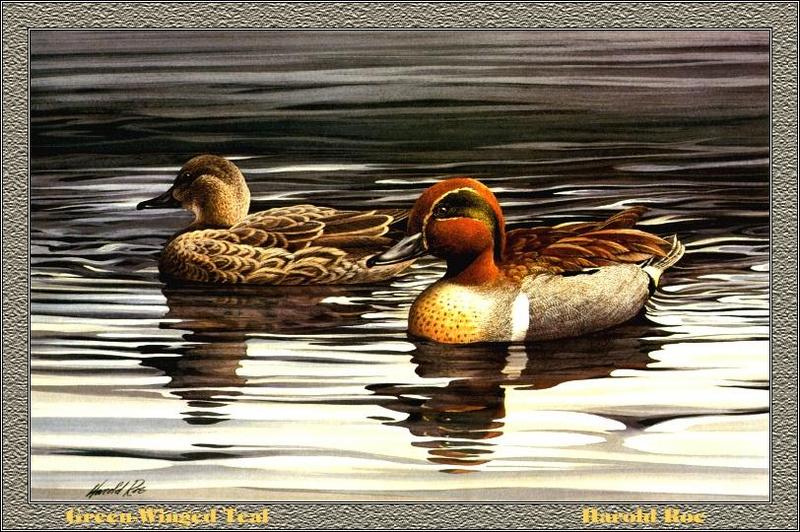 p-ohds1984-Green-winged Teals-Painting by Harold Roe.jpg