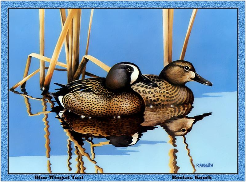p-wids1983-Blue-winged Teals-Painting by Rockue Knuth.jpg