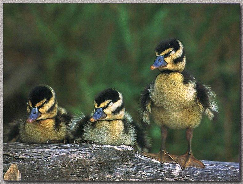 Black-bellied Whistling Duck 01-babies-on-log.jpg