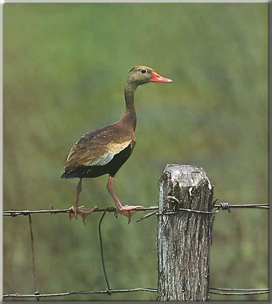 Black-bellied Whistling Duck 01-Perching on fence wire.JPG