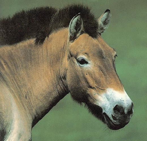 Przewalski\'s wild horse-face closeup.jpg