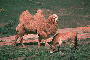 SDZ 0055-Bactrian-Two-humped Camel-Przewalski\'s Horse.jpg