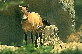 SDZ 0129-Horses-Mom and Baby.jpg