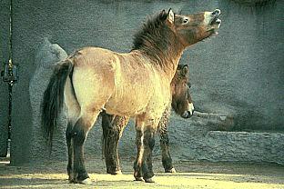 SDZ 0135-Przewalski\'s Horses.jpg