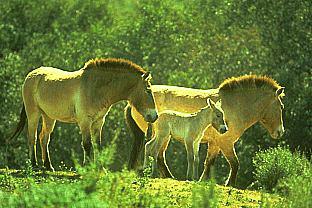 SDZ 0226-Przewalski\'s Horses-Moms and Baby.jpg