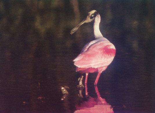 lj Helen&Marty Saccone Roseate Spoonbill-Mrazek Pond-Everglades.jpg