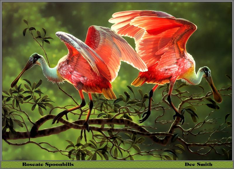 p-bwa-34-Roseate Spoonbills-pair on tree-Painting by Dee Smith.jpg