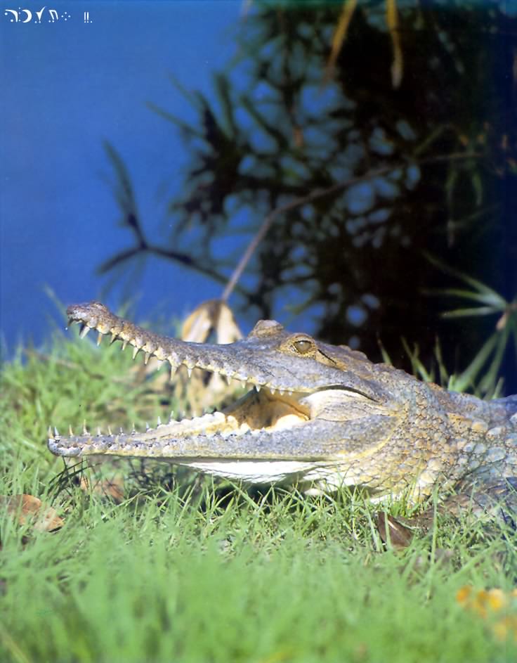 Australian Freshwater Crocodile-face closeup-on grass.jpg