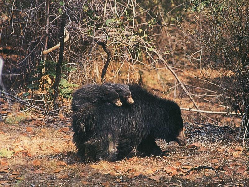 Sloth Bears Asia-Family-on moms back cubs.jpg