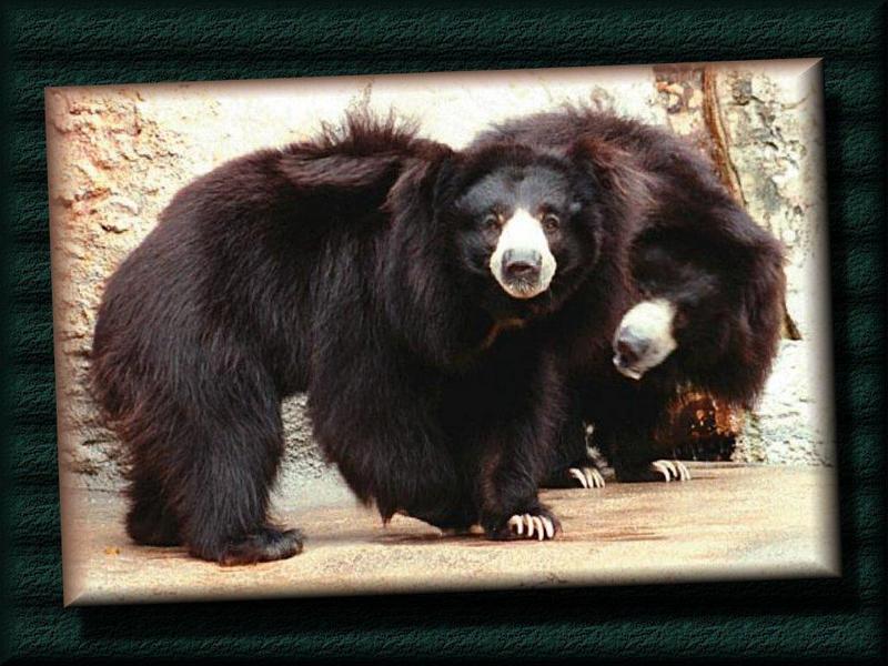 Sloth Bears.jpg
