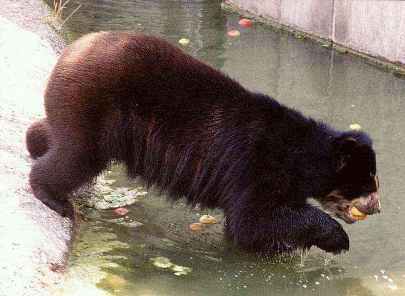 Spectbear 001 1-Spectacled Bear.jpg