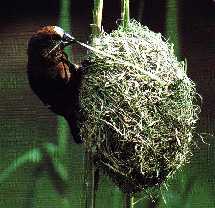 anim13-Grosbeak Brown-Weaver-Nesting.jpg