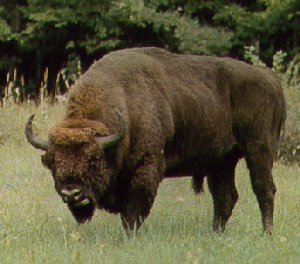 Wisent-Bison bonasus 1-European Bison foraging on grass.jpg