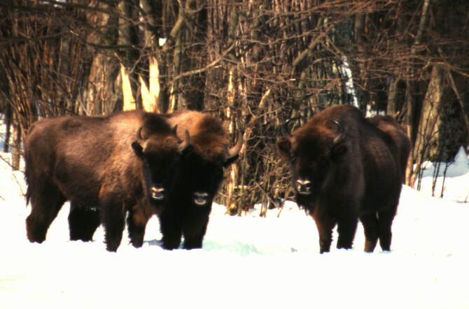 Wisent-Bison bonasus 2-European Bison herd on snow.jpg