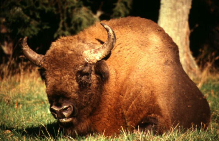 Wisent-Bison bonasus 3-European Bison sitting on grass-closuep.jpg