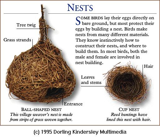 DKMMNature-Bird-Village Weaver-Reed Bunting-Nests.gif