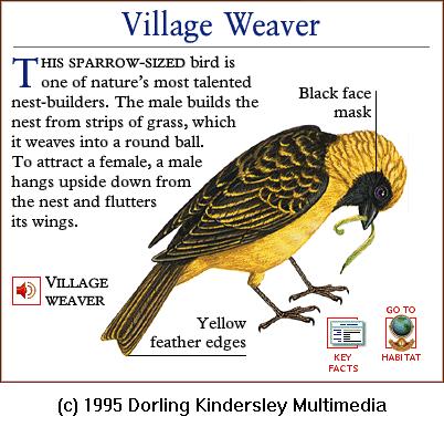 DKMMNature-Songbird-Village Weaver.gif