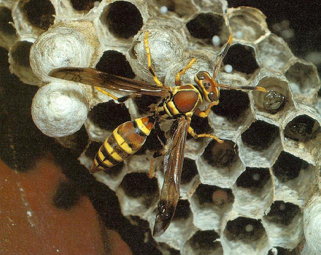 Polistes Paper Wasp01-Caring pupae.jpg