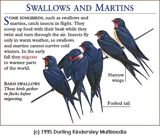 DKMMNature-Songbird-Barn Swallows.gif