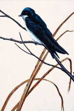 Bird Painting-Tree Swallow 2-sitting on branch.jpg