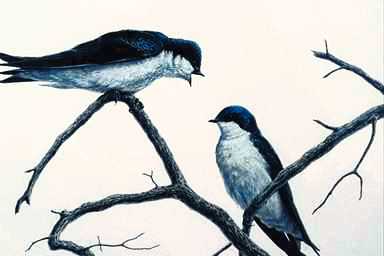 Bird Painting-Tree Swallows 5-pair on branch.jpg