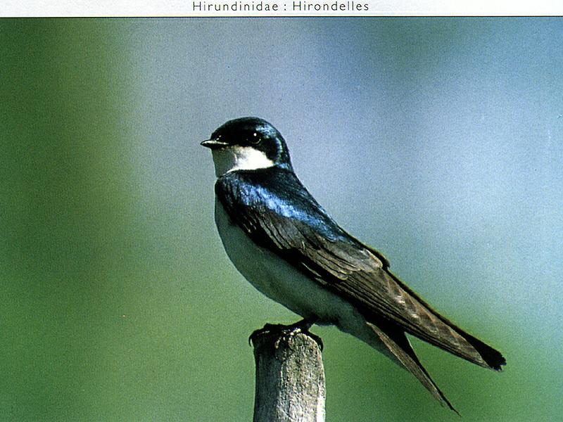 Ds-Oiseau 108-Tree Swallow-perching on post.jpg