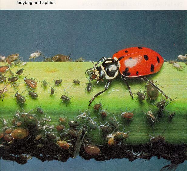 Tiny Beasty-Ladybug 02-Plant Louse-Aphids.jpg