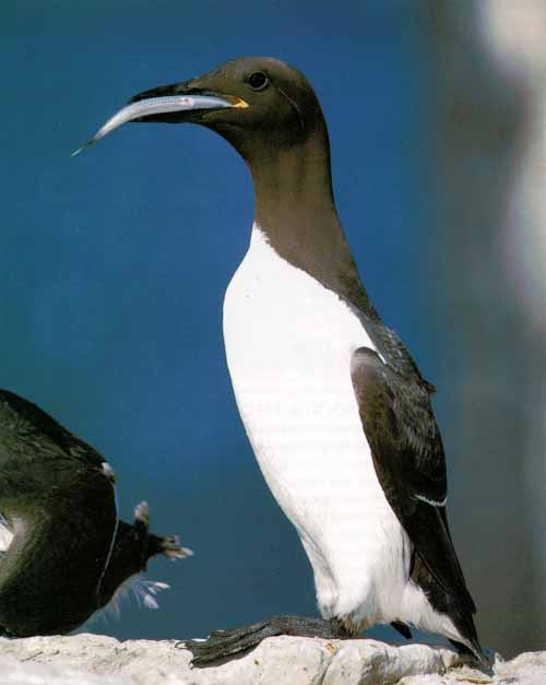 Awhat Bird 06-Common Murre-Fish Prey in mouth-On Rock.jpg