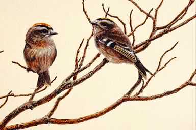 Bird Painting-Kinglets-pair on tree.jpg