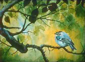 Fagel-Blue Tit-perching on branch-painting.jpg