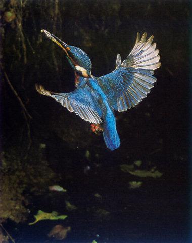 lj Kingfisher.jpg