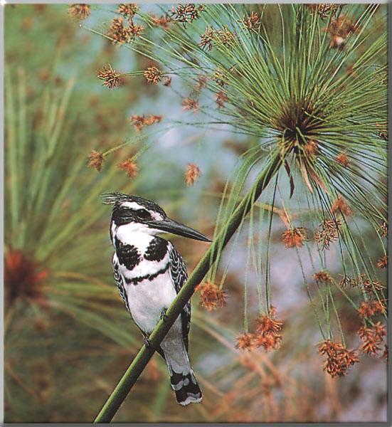 African Pied Kingfisher 01-Perching on bloomed weed.JPG