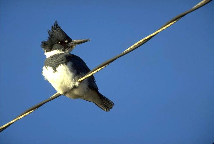 Belted-Kingfisher.jpg