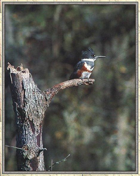 Belted Kingfisher 01-On Old Branch.jpg