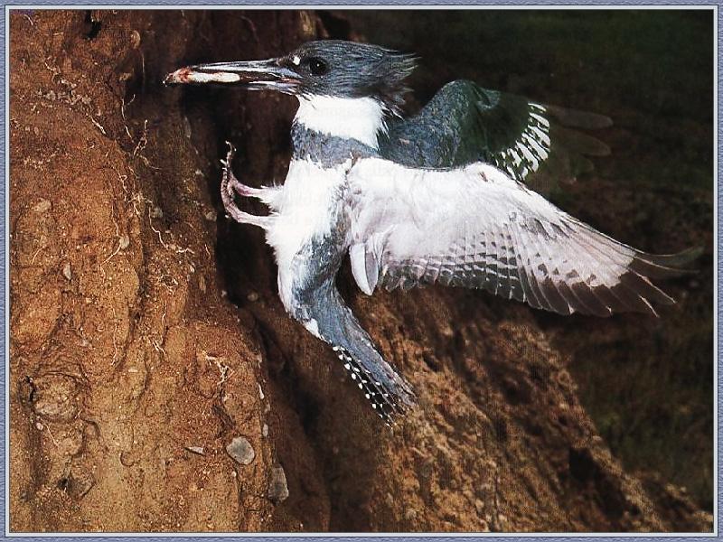 Belted Kingfisher 02-Arrived Home-With Prey.jpg