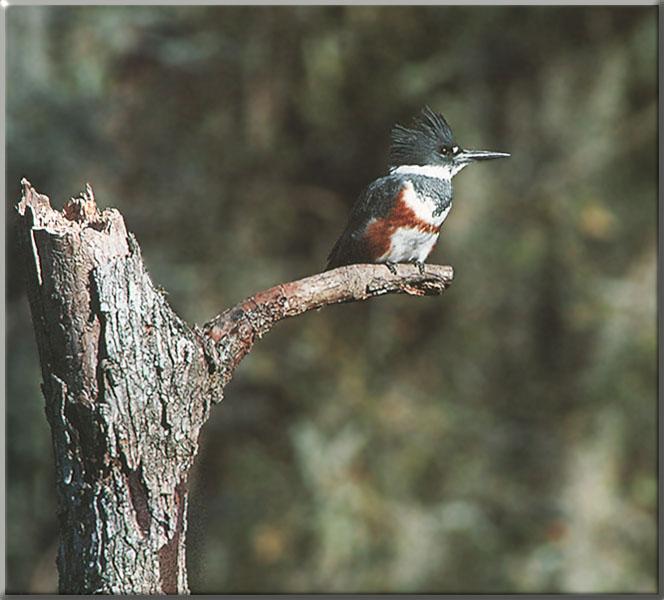 Belted Kingfisher 02-Perching on old tree branch.JPG