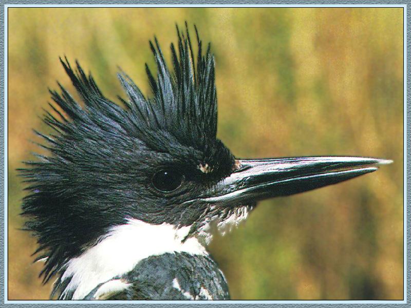 Belted Kingfisher 03-Face Closeup.jpg