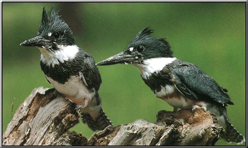 Belted Kingfisher 05-Adults-On Rotten Log.jpg