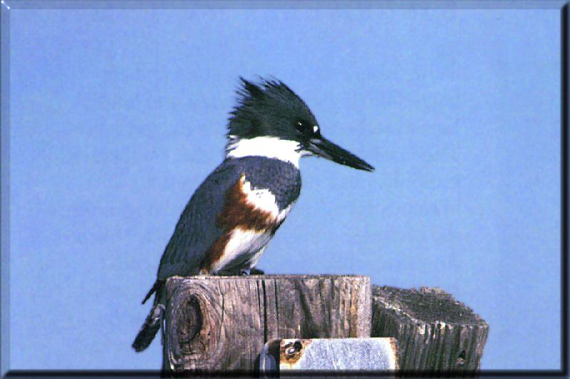 Belted Kingfisher Female 01-On Log.jpg