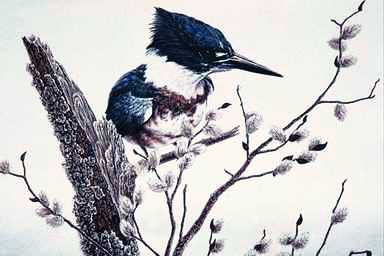 Bird Painting-Belted Kingsfisher-perching on log.jpg
