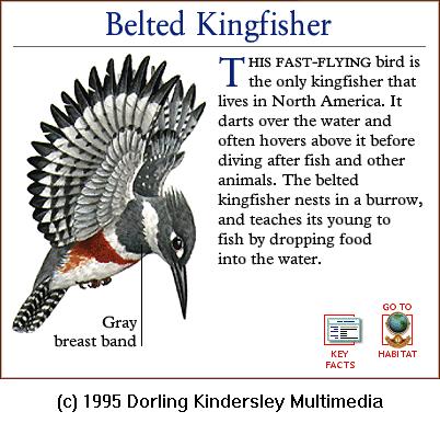 DKMMNature-Belted Kingfisher.gif