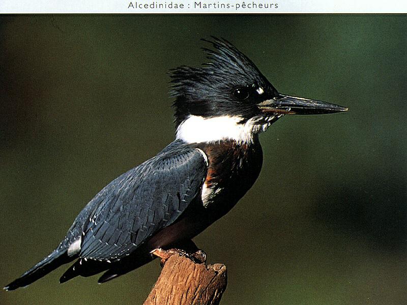 Ds-Oiseau 106-Belted Kingfisher-perching on log tip.jpg