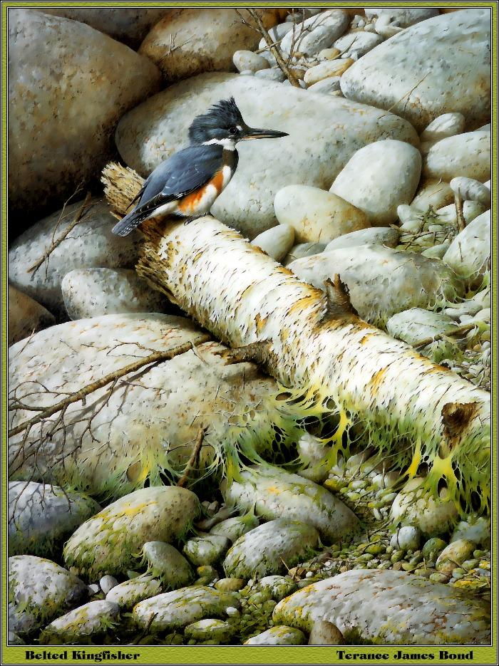 p-bwa-17-Belted Kingfisher-Painting by Teranee James Bond.jpg