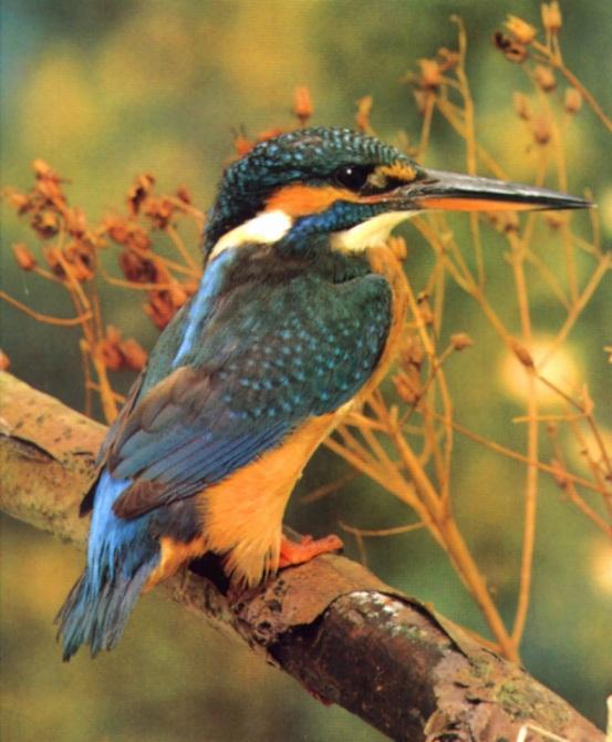 Common Kingfisher sm f-On Branch.jpg